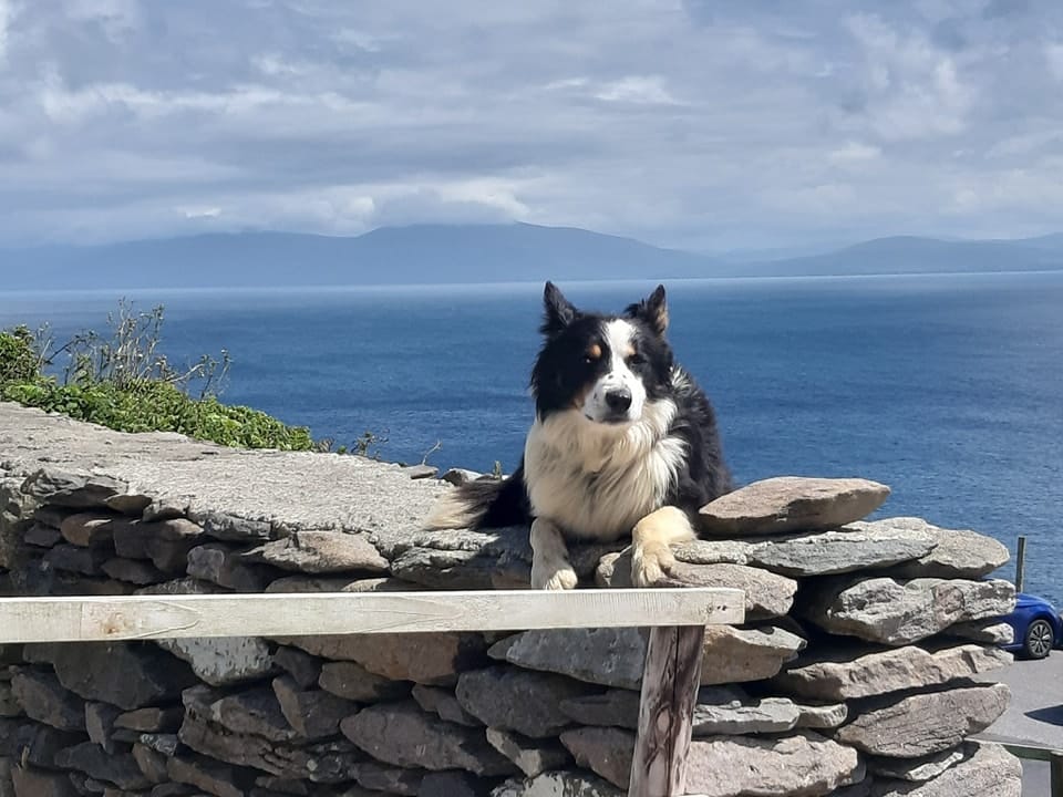 Border Collie on a stone wall with the ocean and cloudy sky in the background.